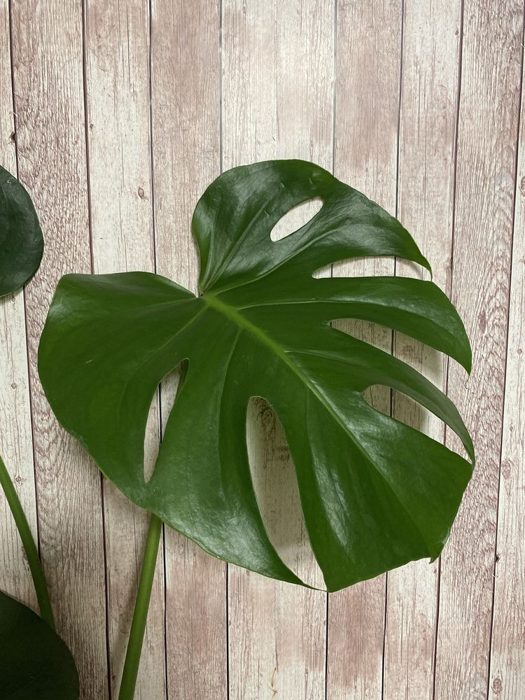 Monstera deliciosa , kwiat doniczkowy , dzungla