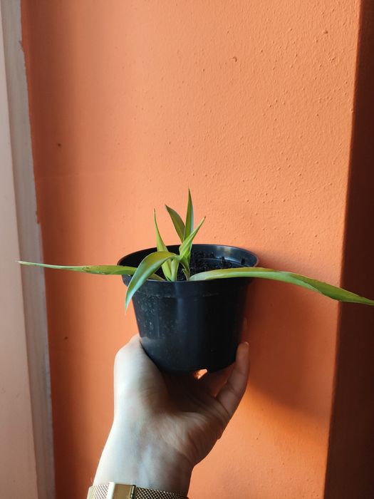 Sadzonka trawka zielona doniczkowa