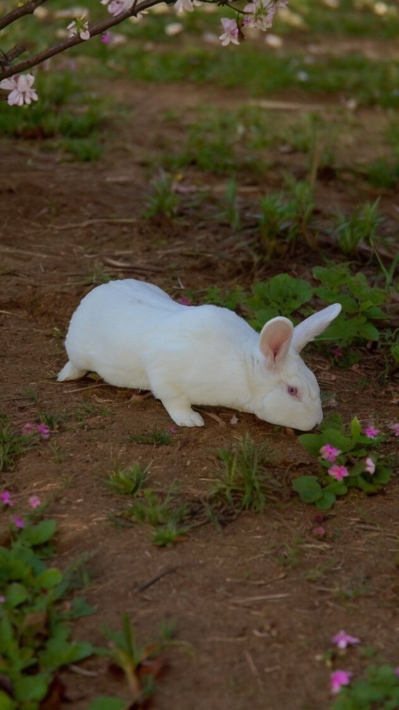 Кролик Термонський білий