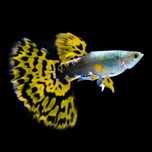 GB Gupik Tiger/lepard - ryba krajowa - dowóz ryb!