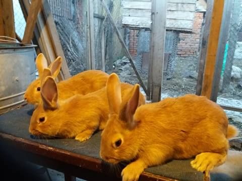 Продам кролики бургундской породы Самки і Самці