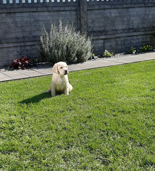 Labrador Biszkoptowy Piesek