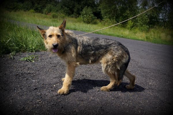 Horacy - pies w typie Owczarek Pikardyjski szuka nowego domku