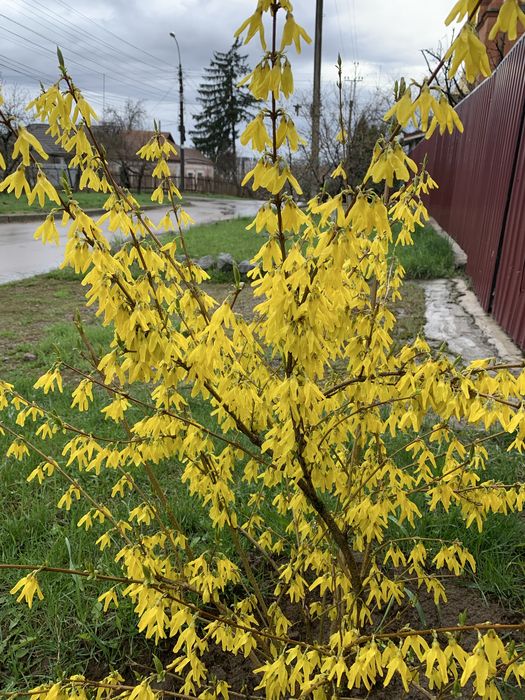 Форзиція (дорослий кущ)