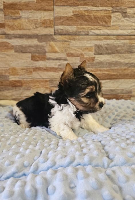 Yorkshire Terrier Biewer cudny piesek york