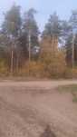 Sprzedam las iglasty, 1.11ha , ok 60 letni