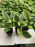 Hosta Funkia 'Liberty'