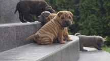 Rudy samiec Shar Pei czystej krwii,z rodowodem.Zagraniczni Rodzice FCI