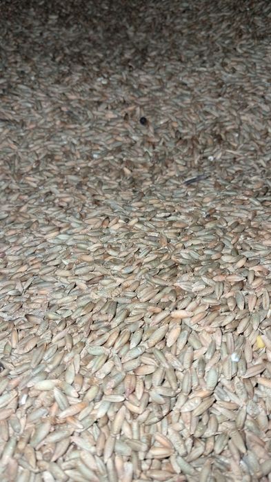 Żyto ozime, zbiór 2025