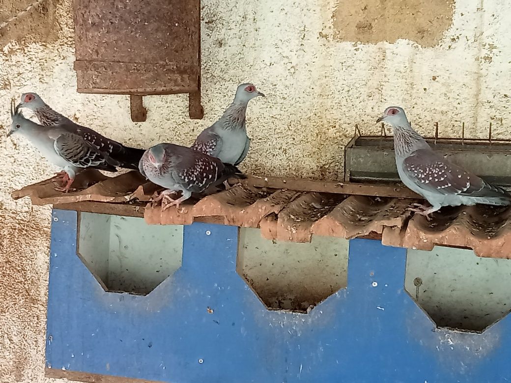 Pombos da Guiné adultos