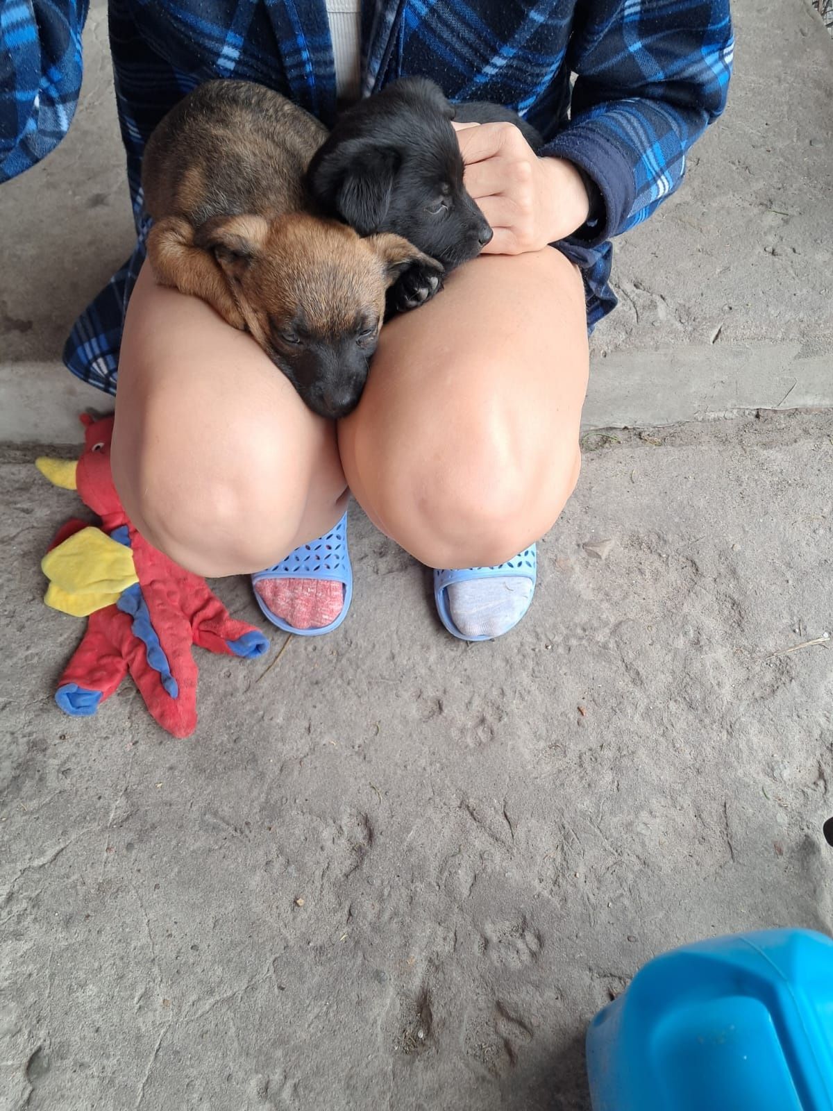 Oddam za darmo pieski