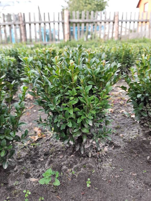 Самшит. Накладний платіж. Найкращі ціни Вічнозелені рослини