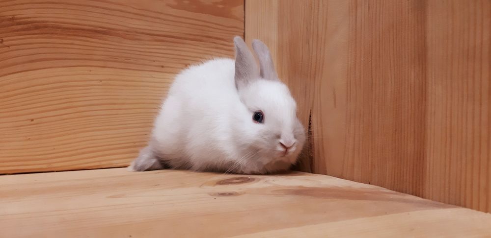 Карликовые миниатюрные декорат.торчеухие и вислоухие  мини кролики