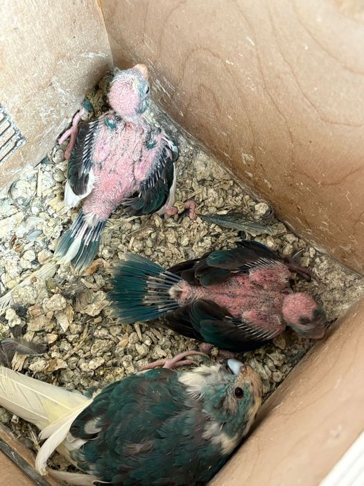 Kakarikis e bourke para criar á mão
