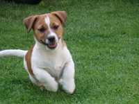 Jack Russell Terrier MOBY tylko od Smartie Jacks pure breed MALE