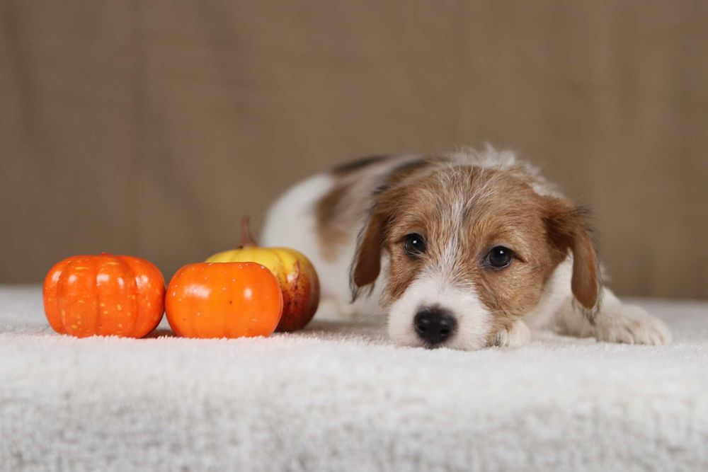 piesek Jack Russell terrier ZKWP/FCI szorstkowłosy