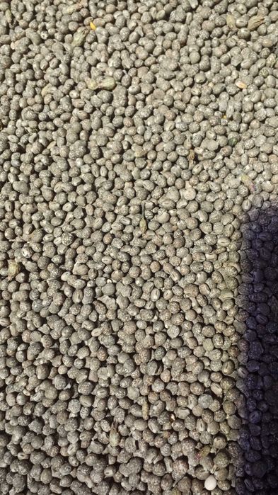 Łubin wąskolistny słodki (tanie białko, poplon, zanęta) 25kg kurier