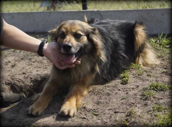 Spokojny Emilek szuka nowego domku :)