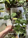 Philodendron florida ghost filodendron