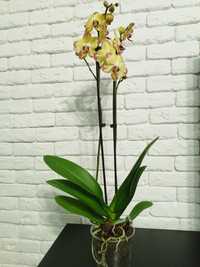 Орхідея "Папуга" (фаленопсис)
