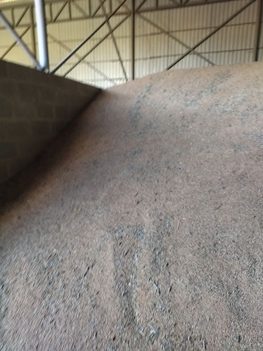 Продам пшеницю 7.50