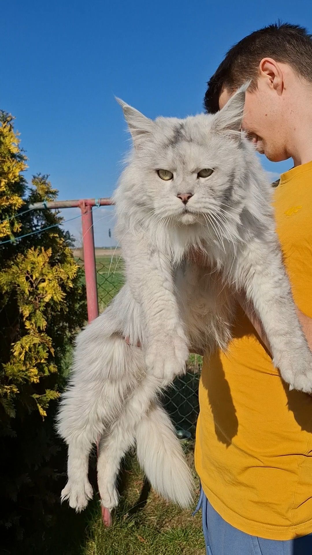Kocurek Maine Coon