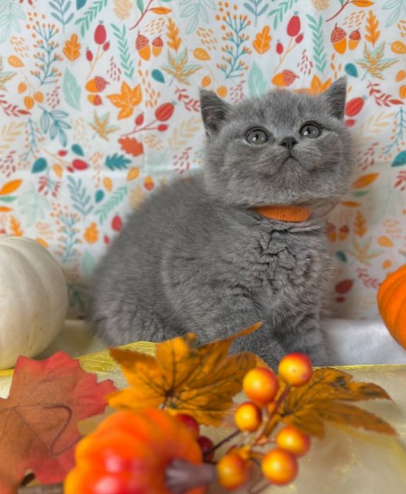 Продаються плюшеві