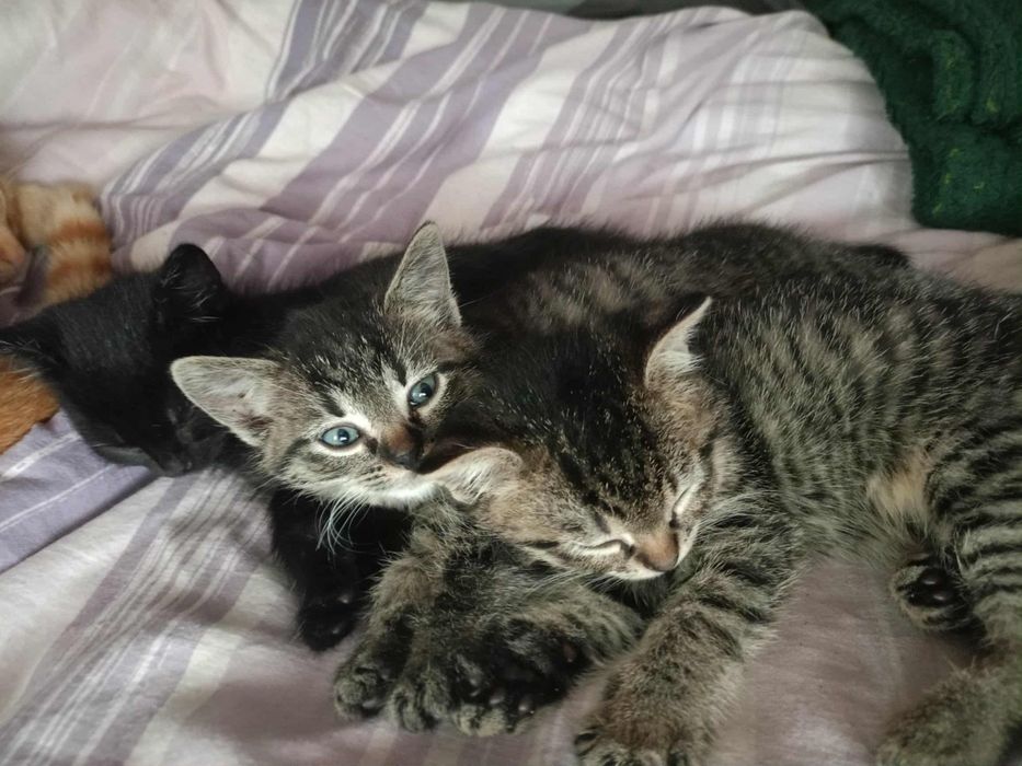 Koty kociaki za darmo