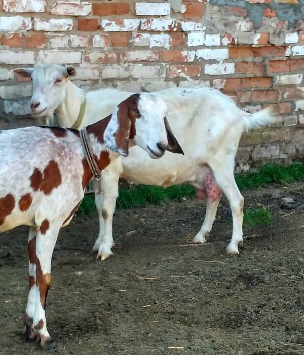 Кози дійні Зааненської породи