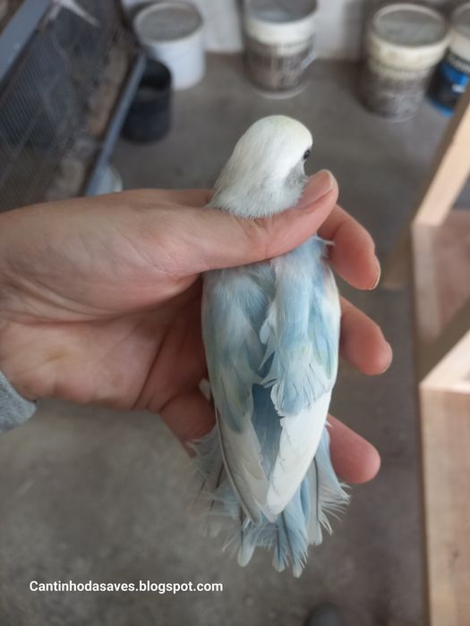 Roseicollis fêmeas e machos