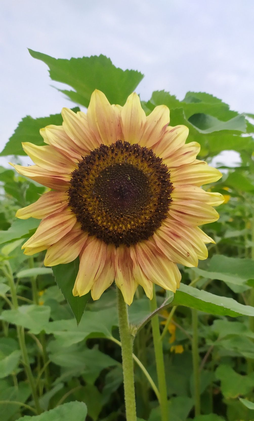 Słonecznik ozdobny na kwiat faktura