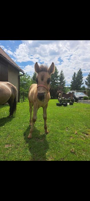 Koń Konik Polski ogierek