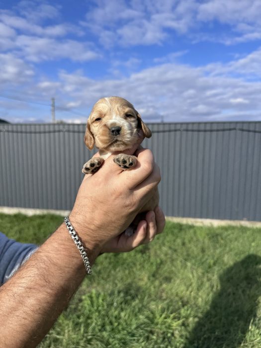 Цуценята англійського кокер спаніеля