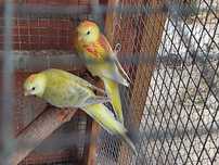 Red Rumps deste ano