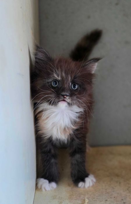 Piękna kotka Gucci MAINE COON