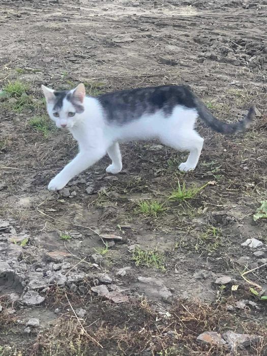 Oddam małą koteczkę