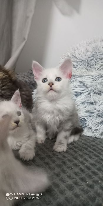 Maine coon sched chłopiec