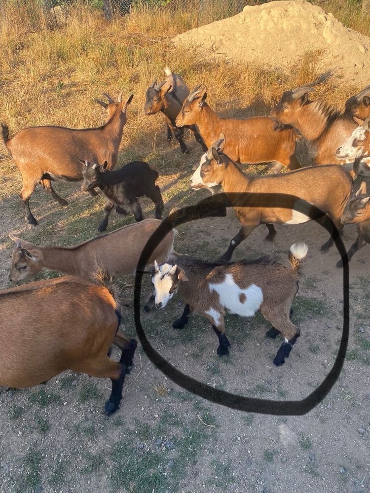 Vendo cabrito anão macho