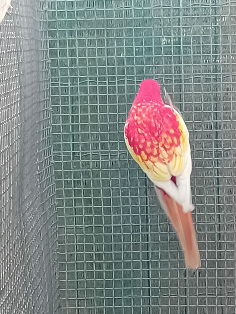 Vendo rosela rubina macho