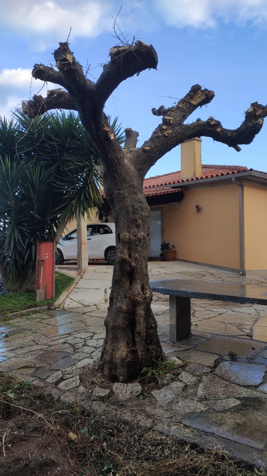 Vendo oliveira para jardim