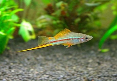 Peixe espada agua doce (xiphophorus helleri)