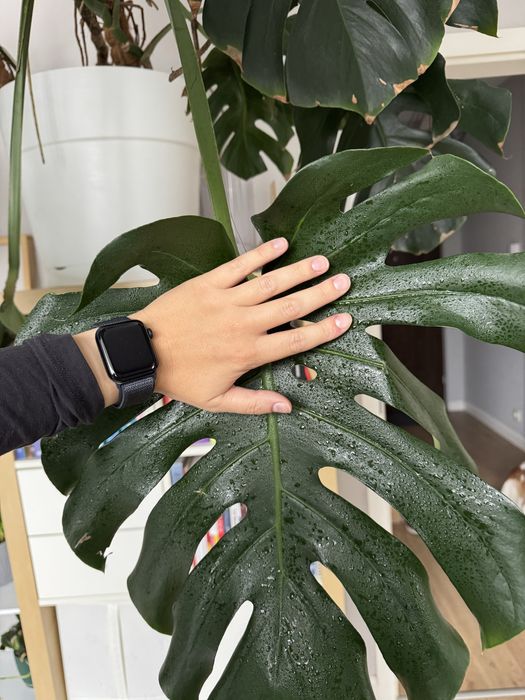 Monstera deliciosa - 3 odnogi, 120 cm wys., 2m szerokości
