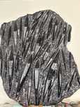 Fóssil Orthoceras (400 milhoes de anos)