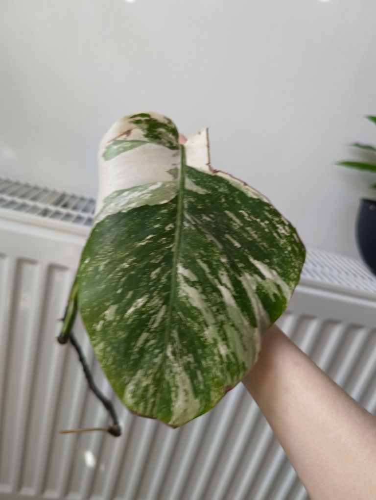 Monster deliciosa, monstera variagate liść pędówka