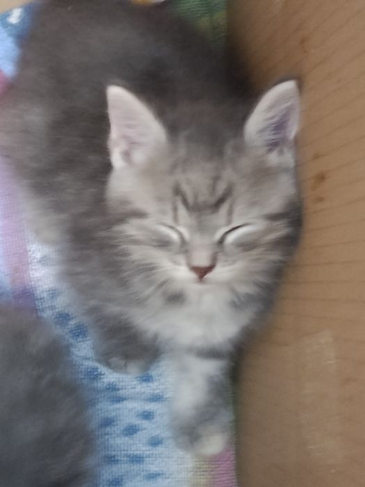 Кошенята у добрі руки