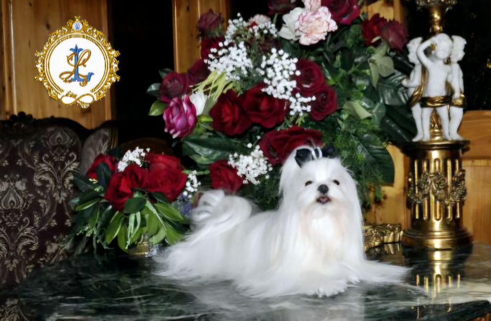 Maltańczyk piesek z kompletem szczepień odbiór na Święta !