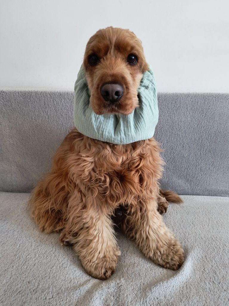 Nowy muślinowy snood dla psa z długimi uszami Cocker spaniel cavalier