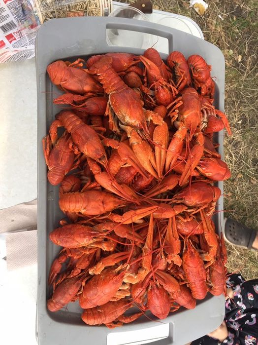 Раки живі, дикі р.Дніпро