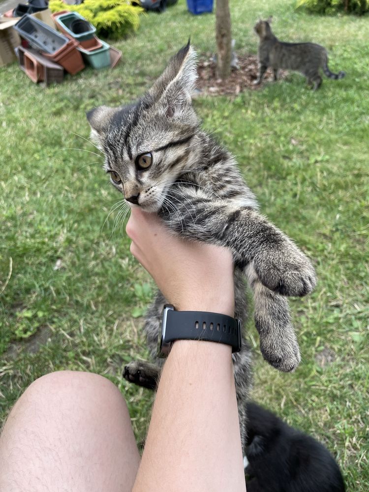 Koty do adopcji ZA DARMO