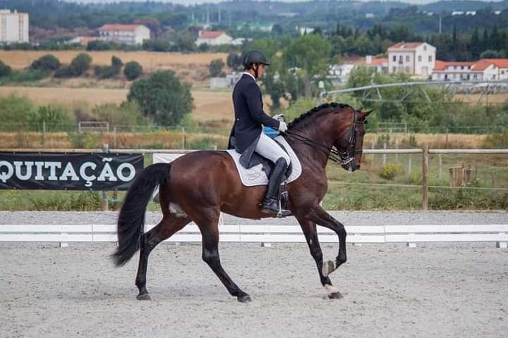 Garanhão lusitano pontuado